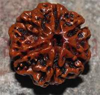 6 mukhi 131- 21mm